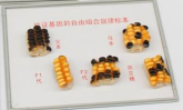 驗證基因自由組合規(guī)律玉米標本
