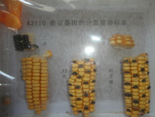 驗證基因分離規(guī)律玉米標本
